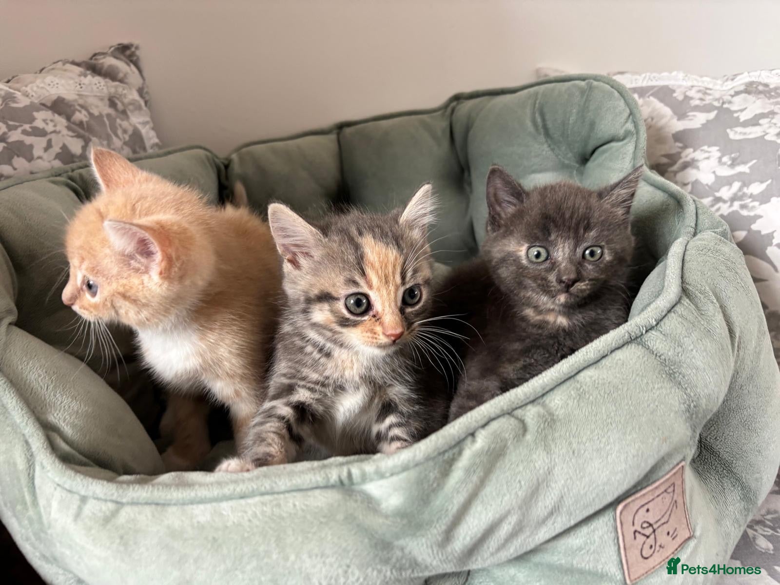 Siberian cats Beautiful Siberian Kittens-3 Boys-Hypoallergenic - Advert 1