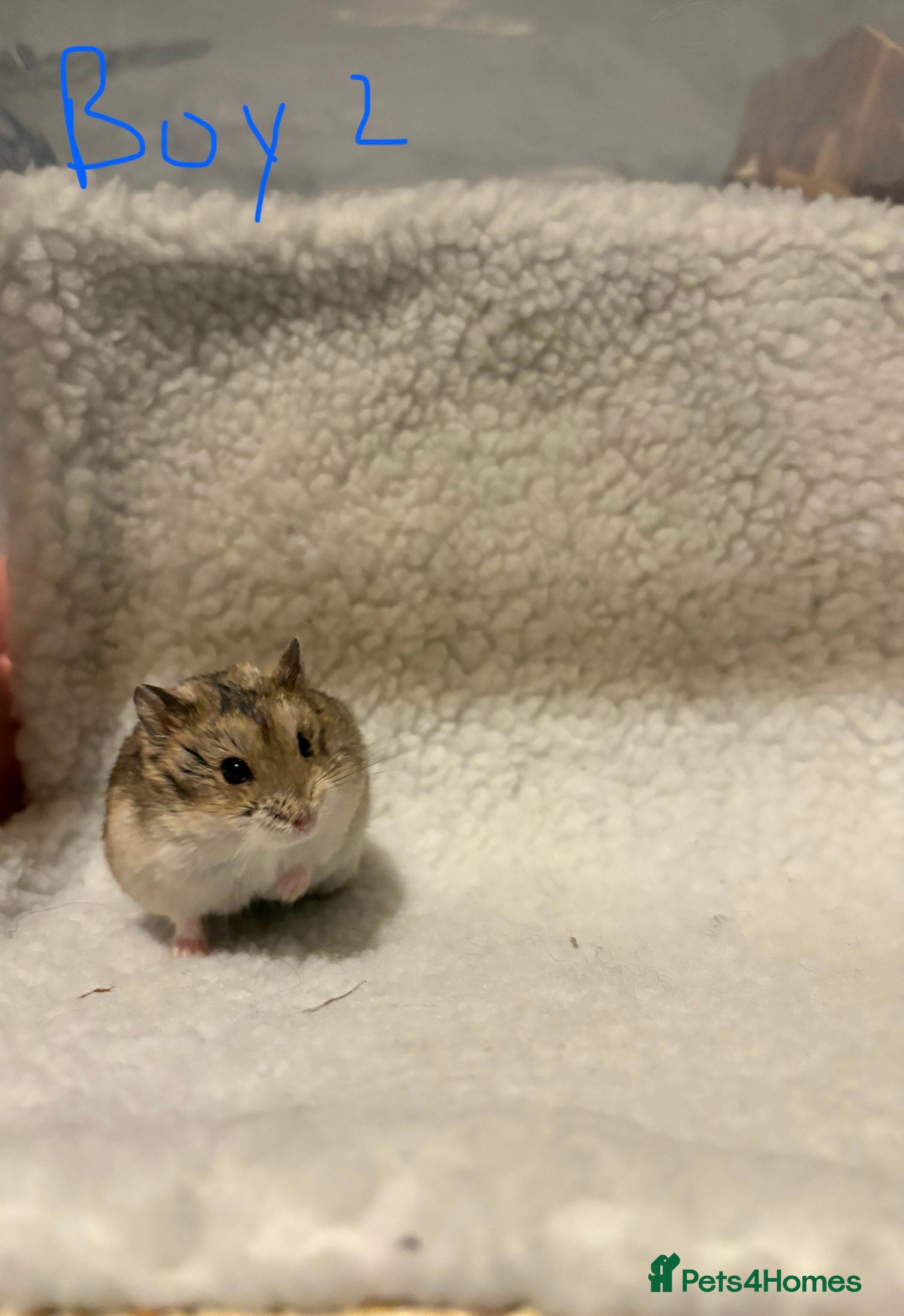 Hamster rodents Pure bred Campbells dwarf hamsters  - Advert 3