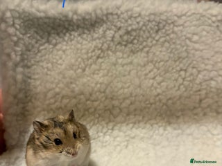 Hamster rodents Pure bred Campbells dwarf hamsters - Advert 3