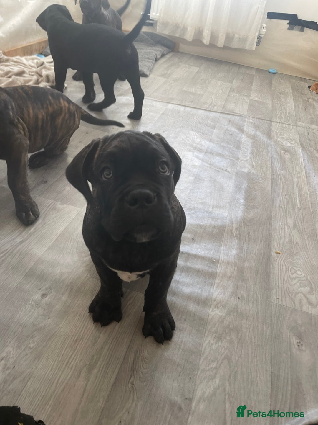 Cane Corso dogs for sale: Yuki X Aries Russian Champ Bloodline Puppies - Advert 21