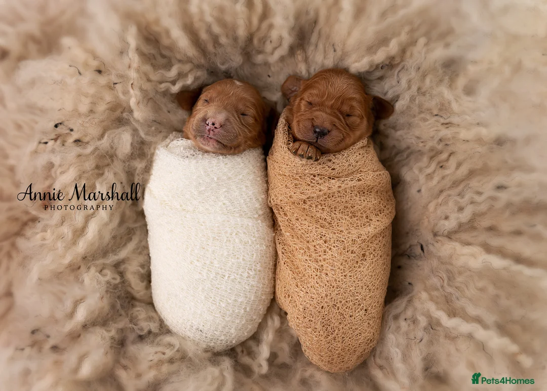 Mini Goldendoodle dogs for sale: F1 pups via a LICENSED BREEDER & POLICE K9 TRAINER - Advert 8