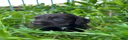 Cocker Spaniel dogs for sale: Kc Reg Show cockers  - Advert 13