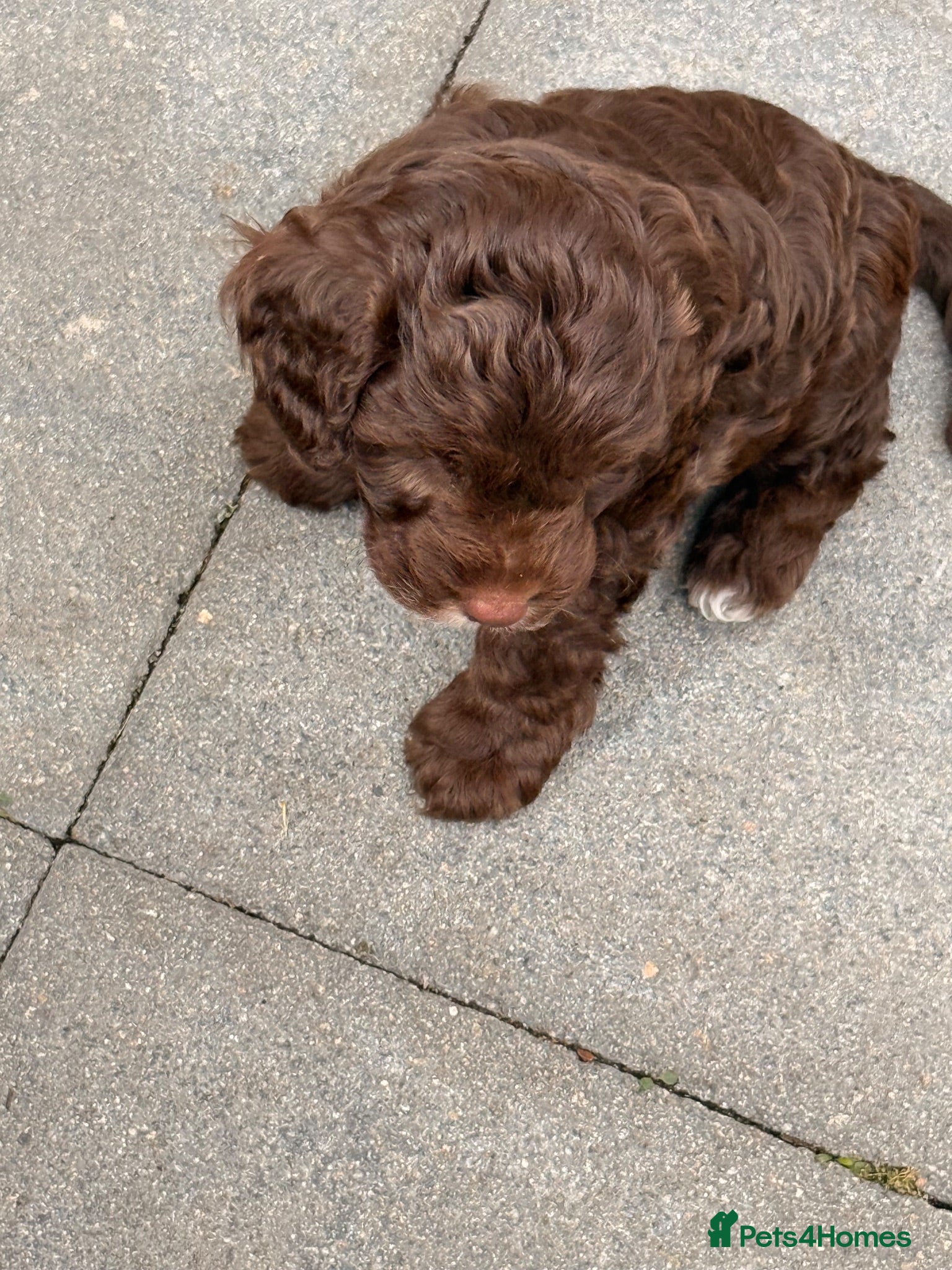 Cockapoo dogs Orla’s Beautiful Babies - Advert 1