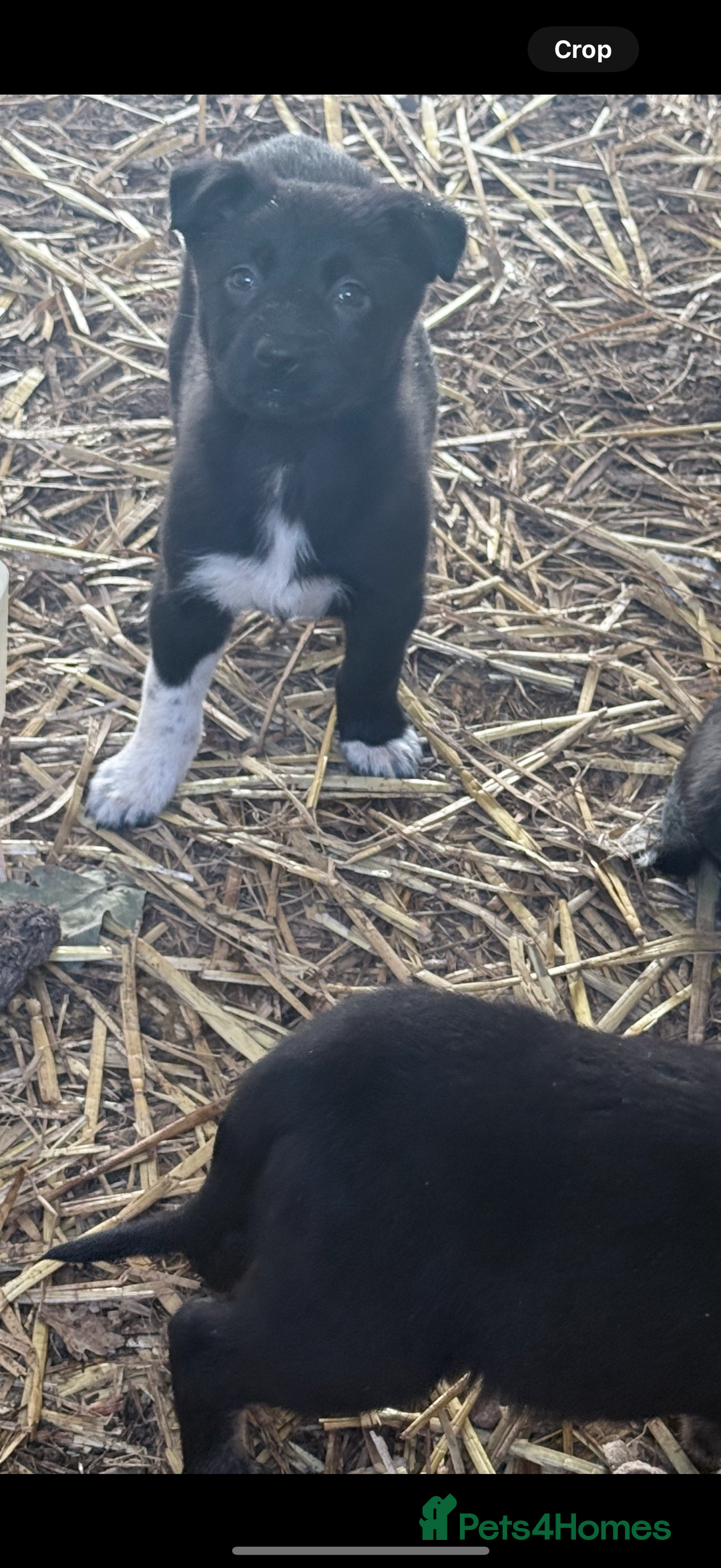 Mixed Breed dogs for sale: beautiful German shepherd x border collie puppies  - Image 10