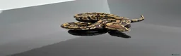 Python Snake reptiles for sale: Regius pythons/ ball pythos - Advert 2