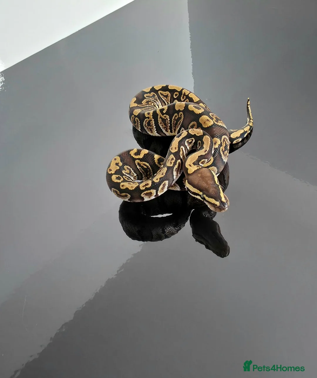Python Snake reptiles for sale: Regius pythons/ ball pythos - Advert 2
