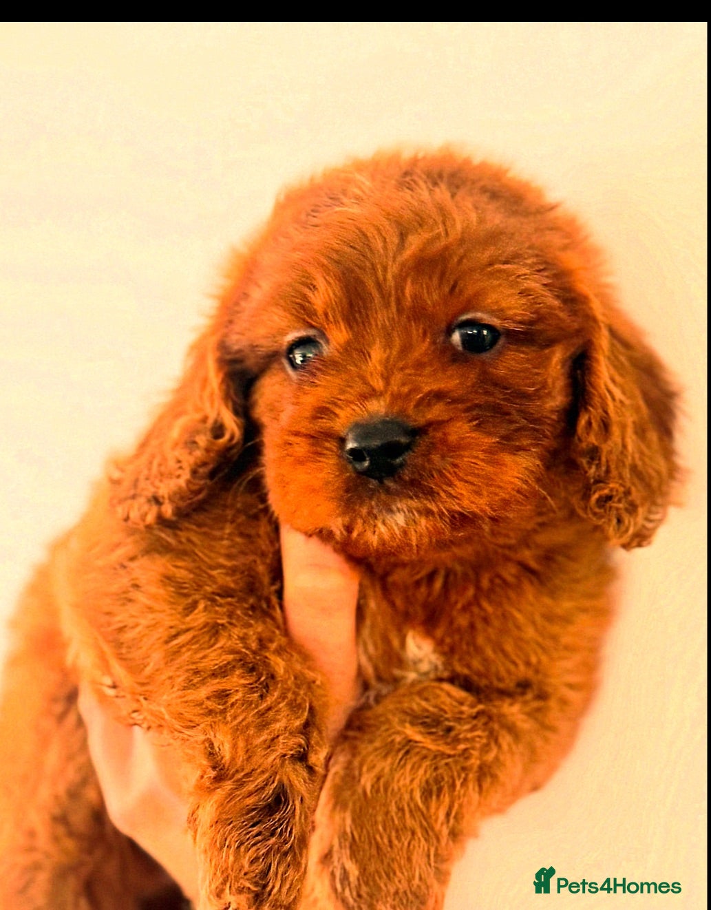 Cavapoo dogs Fully tested Cavapoo’s F1 💙❤️ - Advert 14