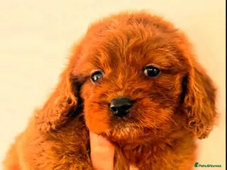 Cavapoo dogs Fully tested Cavapoo’s F1 💙❤️ - Advert 14