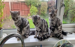 British Shorthair cats for sale: Lovely  British short hair kittens  - Image 4