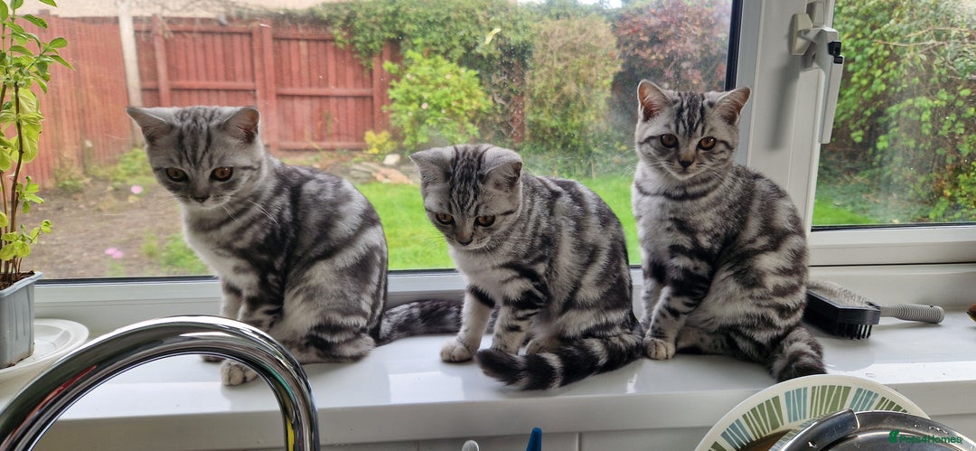 British Shorthair cats for sale: Lovely  British short hair kittens  - Image 4