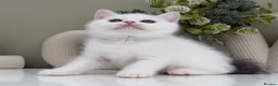 British Shorthair cats for sale: Stunning British Shorthair kittens  - Advert 17