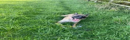 Belgian Shepherd Dog dogs for sale: Belgian Malinois pups ready to leave  - Advert 13