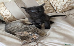 Bengal cats for sale: Purebred Spotted Bengal Kittens Brown Charcoal - Image 2