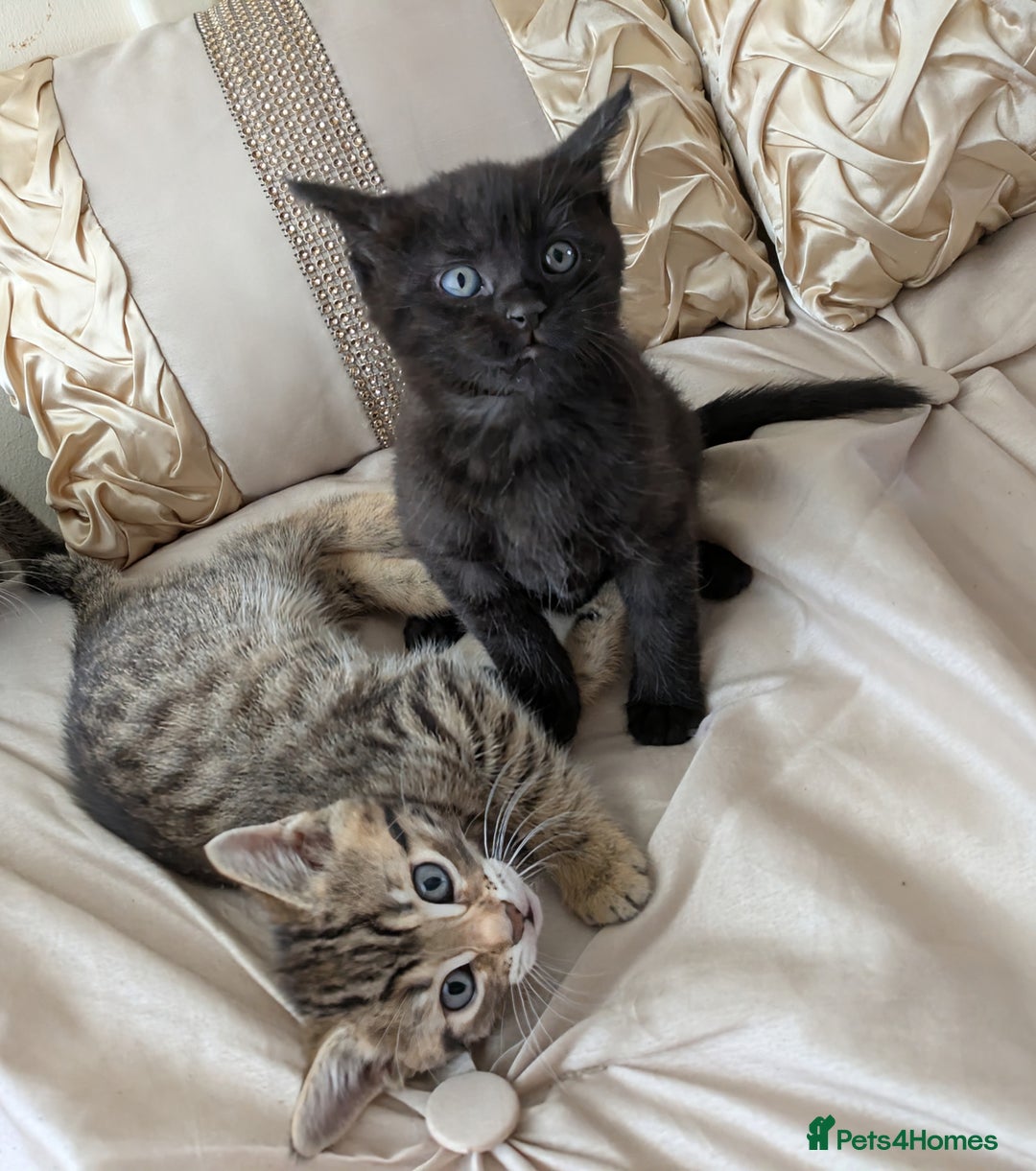 Bengal cats for sale: Purebred Spotted Bengal Kittens Brown Charcoal - Image 2