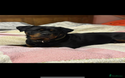 Rottweiler dogs for sale: KC Registered Rottweiler puppies  - Image 3