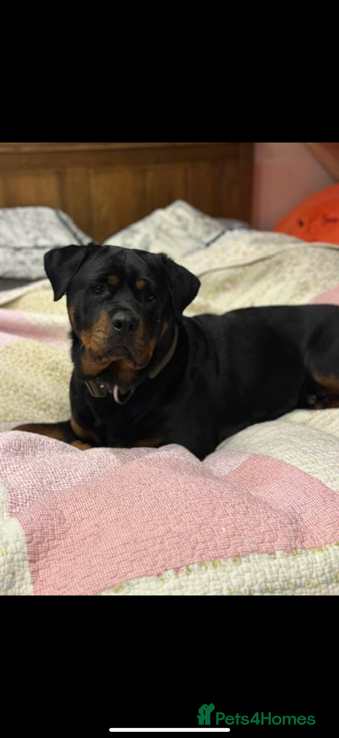 Rottweiler dogs for sale: KC Registered Rottweiler puppies  - Image 3