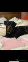 Rottweiler dogs - Advert 3