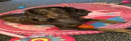 Cockapoo dogs for sale: Gorgeous Cockapoos from health-tested parents. - Advert 4