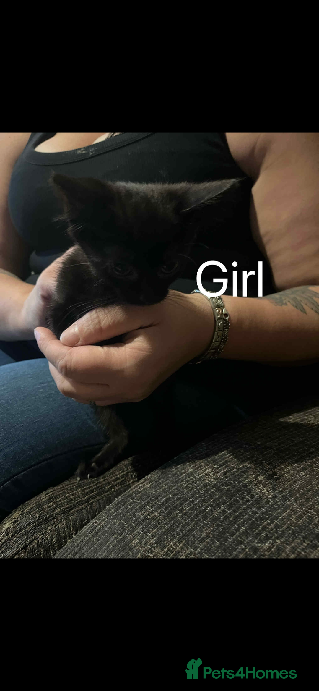 Mixed Breed cats for sale: Kittens  - Image 2