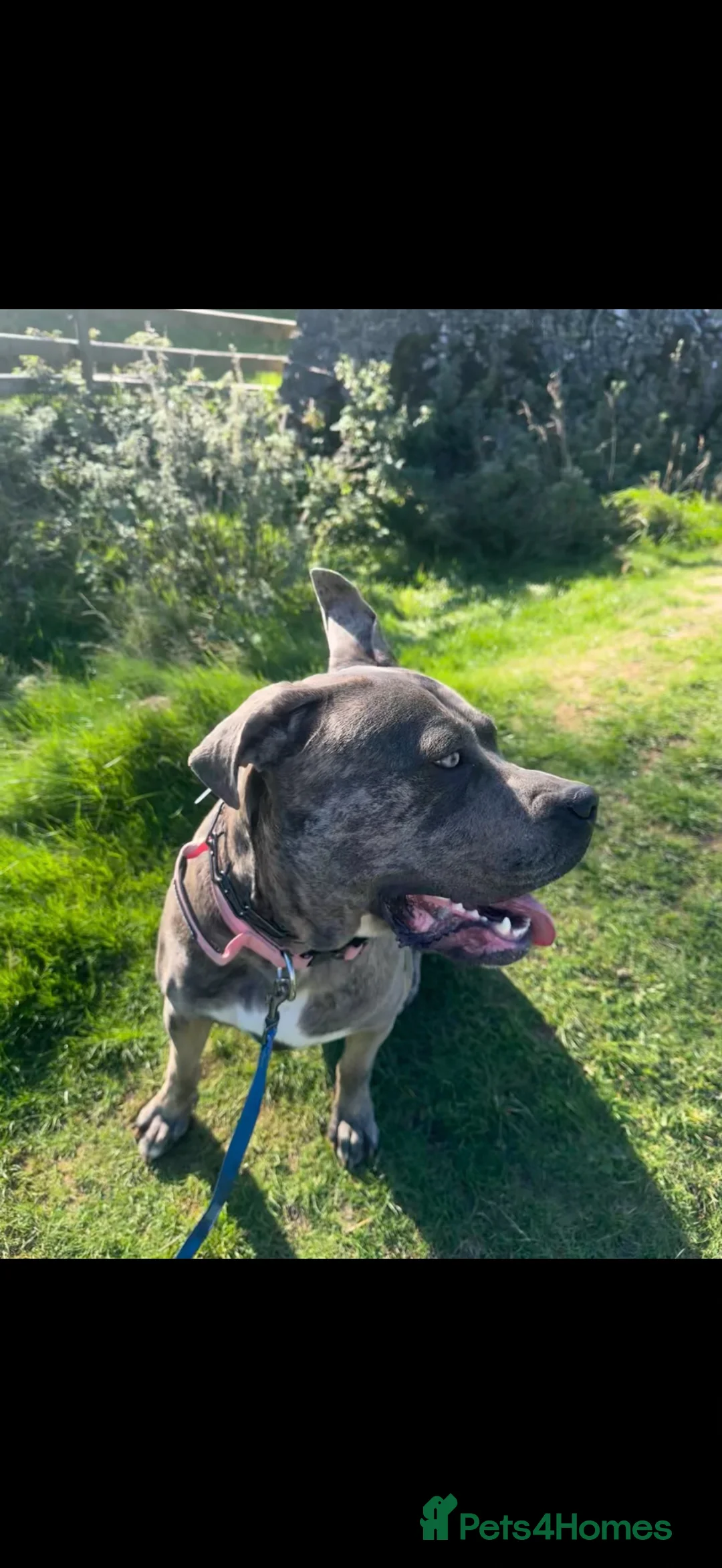 Mixed Breed dogs for sale: cane corso great dane mix female 2 years old  in Nottingham - Advert 2