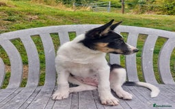 Border Collie dogs for sale: Tri-Colour Border Collie Puppies for New Homes - Image 5