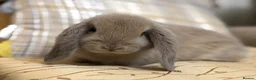 Mini Lop rabbits for sale: Mini lop rabbits raised indoors in home - Advert 12