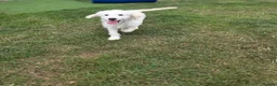 Mini Goldendoodle dogs for sale: Adorable goldedoodles  - Advert 8