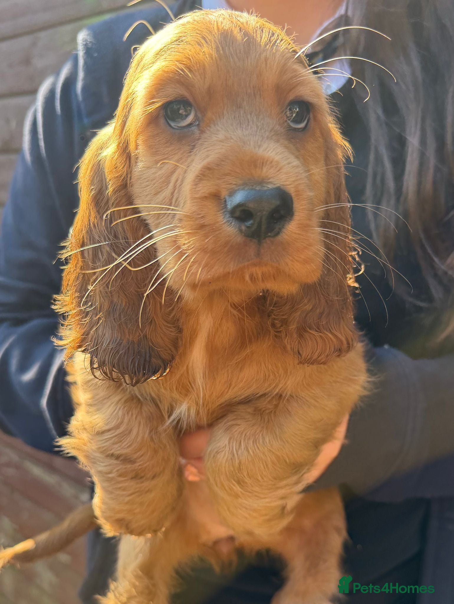 Cocker Spaniel dogs Cocker spaniel puppies  - Advert 1