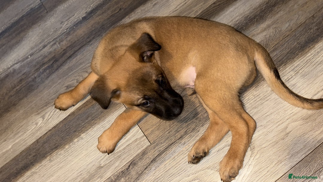 Mixed Breed dogs for sale: Belgian mali cross bullgreyhound PUPPIES  - Advert 25