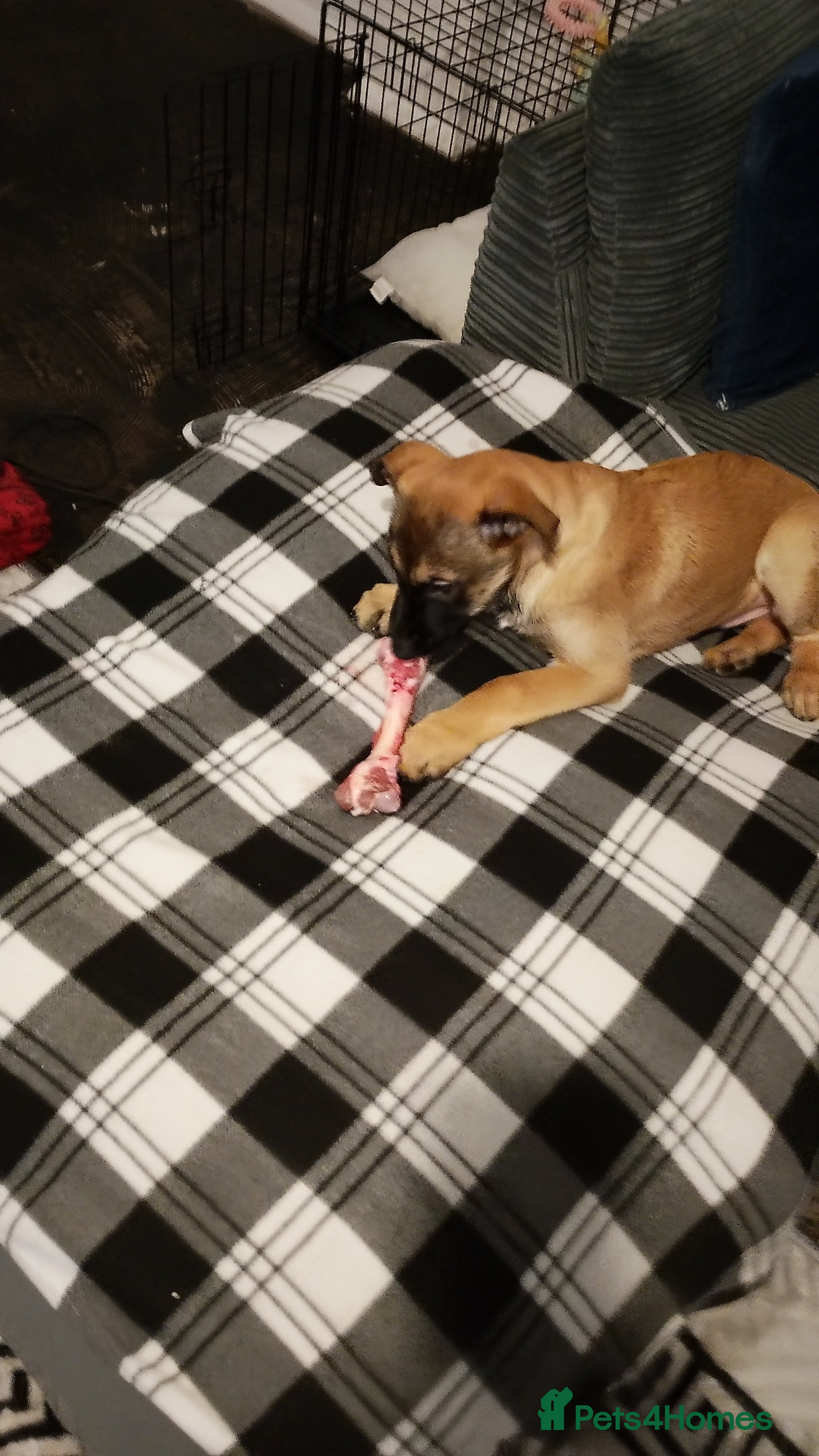 Belgian Shepherd Dog dogs Belgium malli  - Advert 12