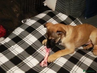 Belgian Shepherd Dog dogs Belgium malli - Advert 12