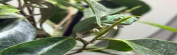Chameleon reptiles for sale: Yemen Chameleon Babies ✅ 🦎 in Dunmow - Advert 10