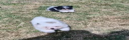 Mixed Breed dogs for sale: Sitzu x pomeranian boys only - Advert 5