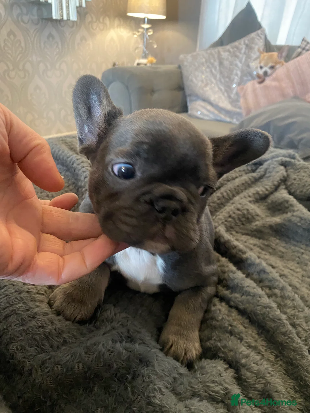 French Bulldog dogs for sale: Stunning chunky French bulldog pups  - Advert 6