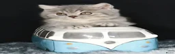 British Shorthair cats for sale: Tica registered British Shorthair kittens  - Advert 22