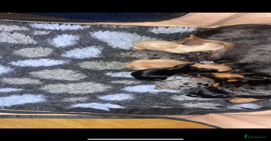 Miniature Dachshund dogs Ready to leave Miniature dachshund puppies - Advert 7