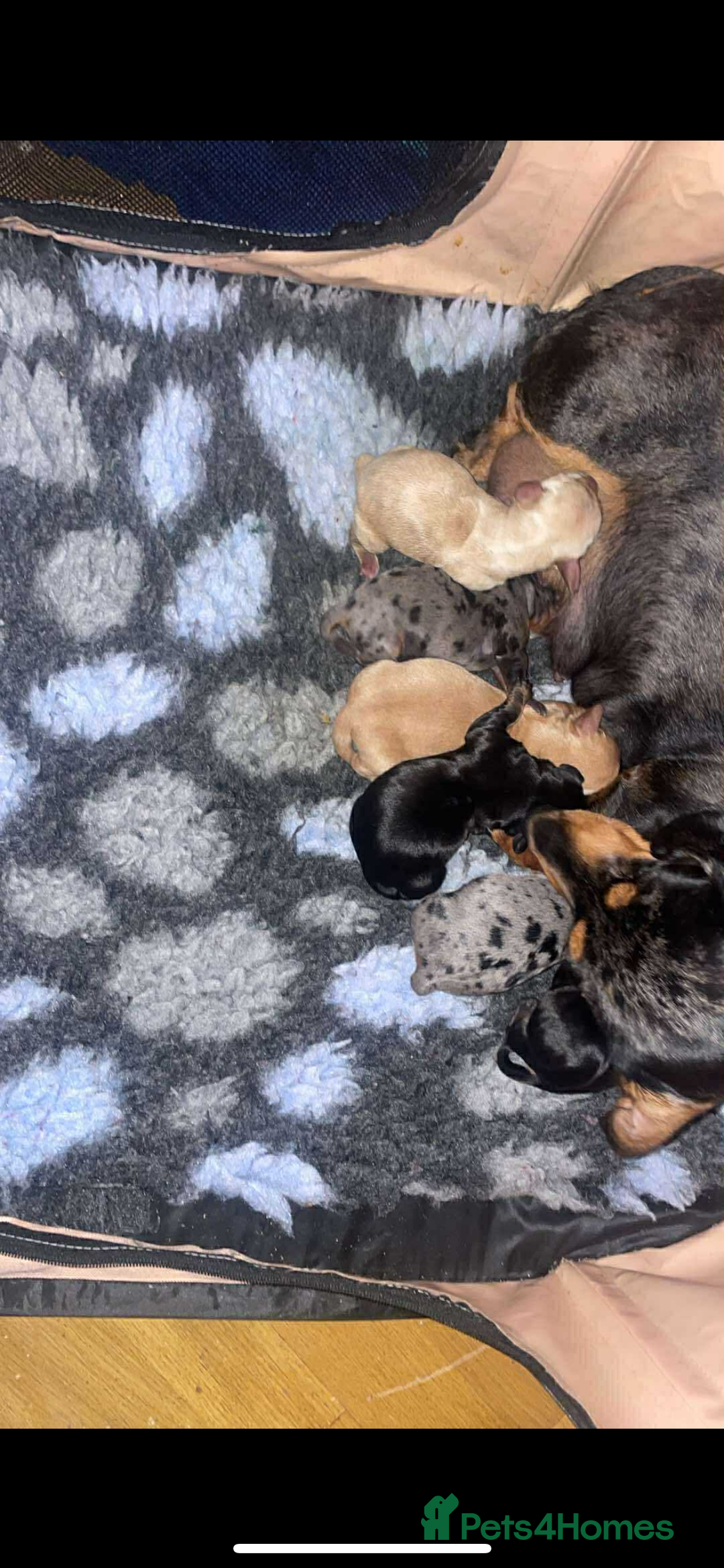 Miniature Dachshund dogs for sale: Miniature dachshund puppies - Image 1