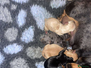 Miniature Dachshund dogs - Advert 2