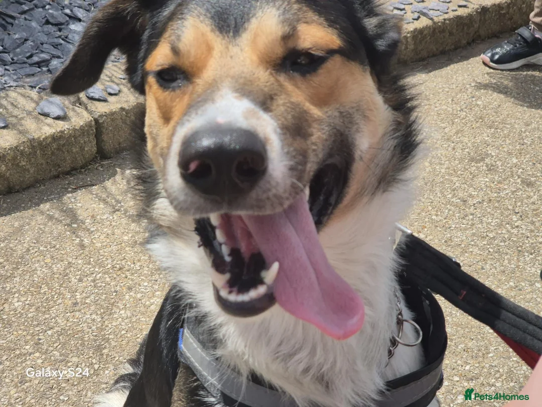 Mixed Breed dogs for sale: Nugget  in Tredegar - Advert 2