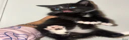 Mixed Breed cats for sale: British long haired mix breeds  - Advert 5