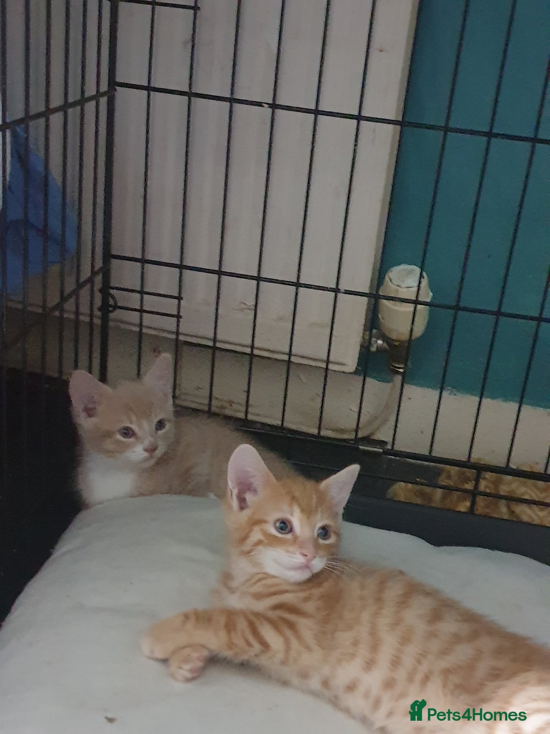 Domestic Shorthair cats for sale: 2 gorgeous ginger boys - Advert 13