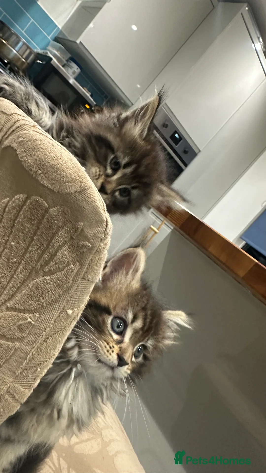 Maine Coon cats for sale: NEW YEARS EVE MAINE COON KITTENS - Advert 9