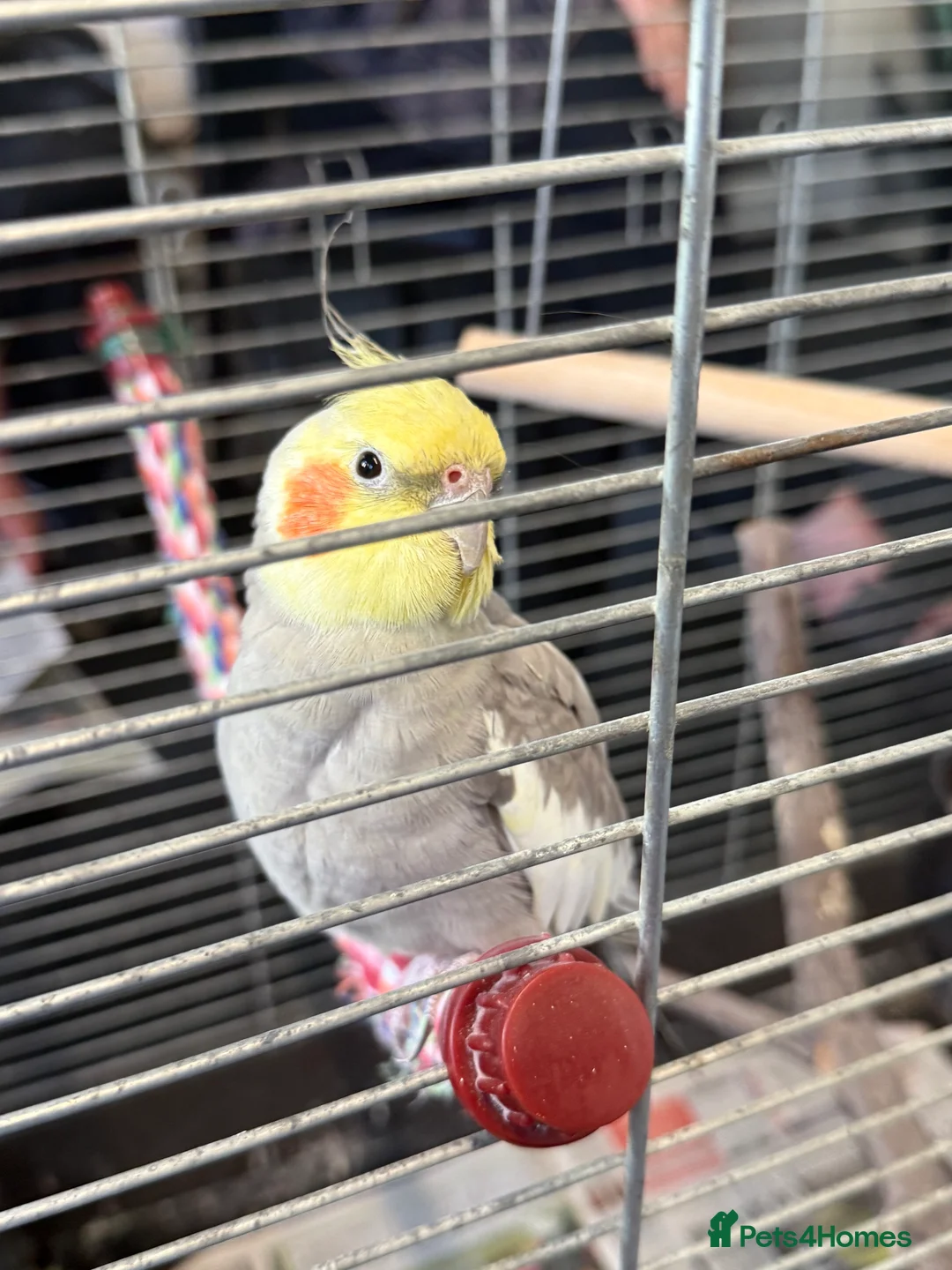 Cockatiels birds for sale: Bird lovely and can negotiate price need gone asap - Advert 8