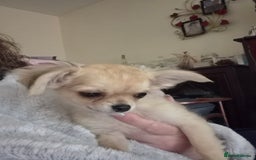 Chihuahua dogs for sale: Long haired chihuahua  - Image 20