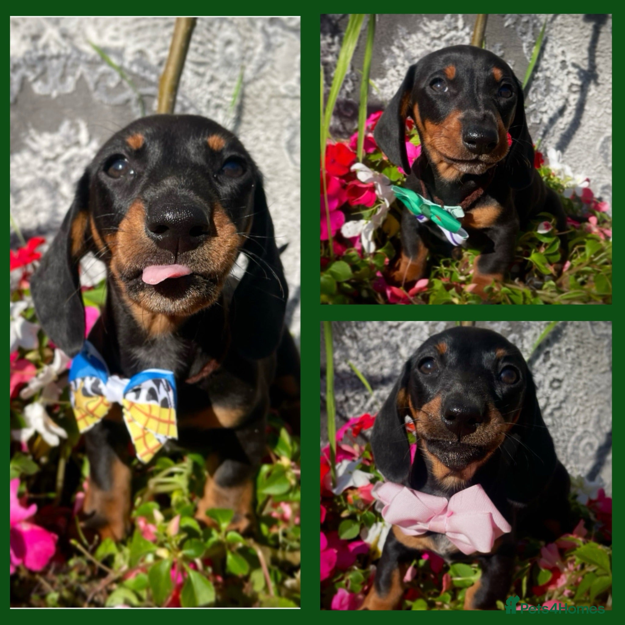 Dachshund dogs Dachshund puppies - Advert 1