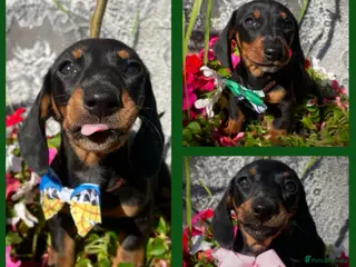 Dachshund dogs Dachshund puppies - Advert 1
