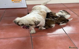 Shih Tzu dogs for sale: Shih-Tzu Puppy for sale  - Image 7