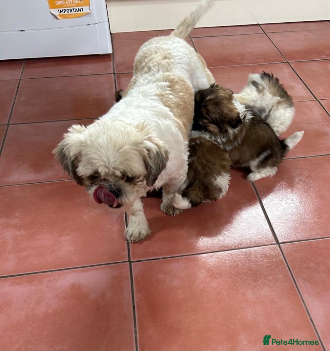 Shih Tzu dogs for sale: Shih-Tzu Puppy for sale  - Image 7