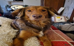 Mixed Breed dogs for sale: Beautiful Rough Collie/Border Collie puppies.  in Towcester - Image 16
