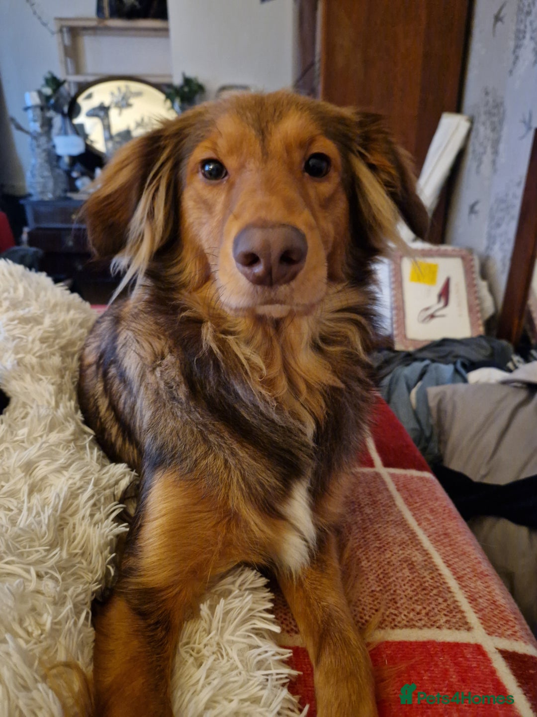 Mixed Breed dogs for sale: Beautiful Rough Collie/Border Collie puppies.  in Towcester - Image 16
